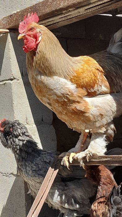 Brama Xo'rozlar bor sotiladi