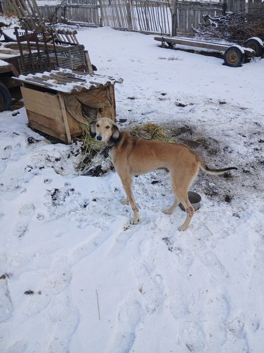 Продам тазы кабель