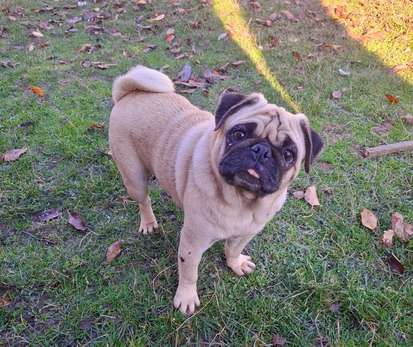 Mops bej femelă   ...