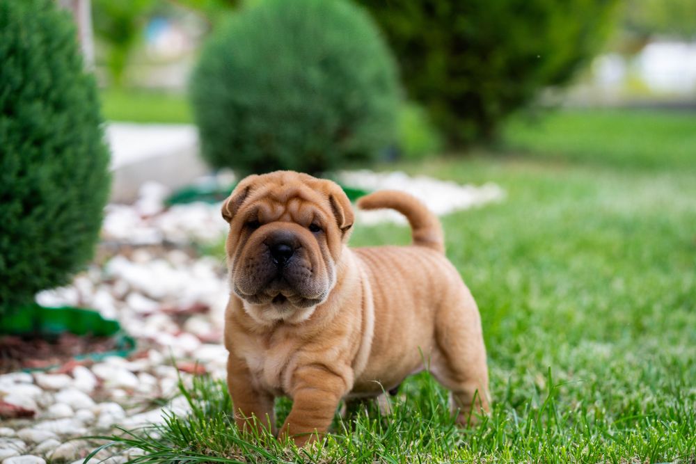 Прекрасно кученце Шарпей