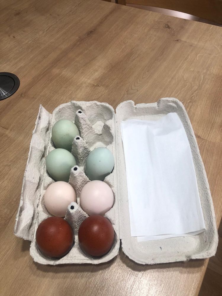 Oua de incubat gaini araucana marans si la bresse brese