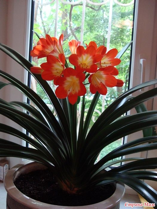 Продам Кливию находится в рабочем