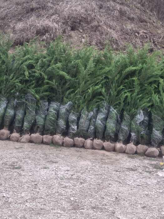 Tuia leylandii chiparos la oferta