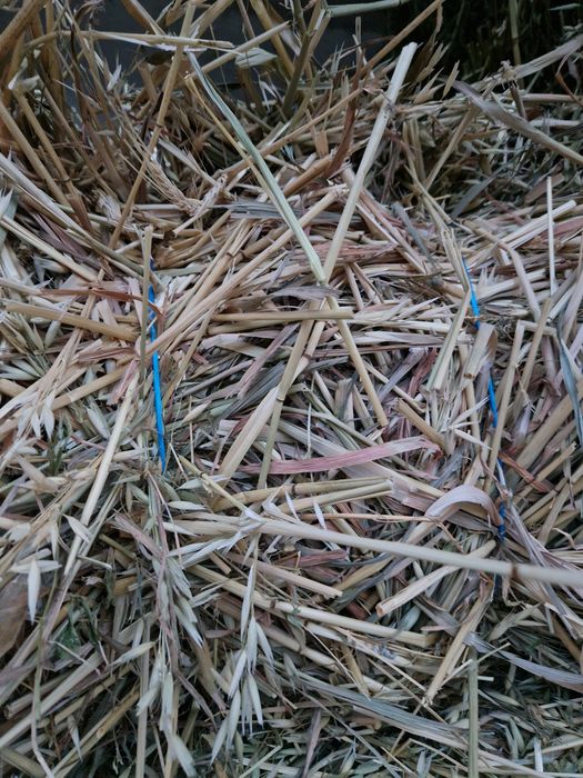 Baloti ovaz cosit cu lucerna noua 14 lei balotul