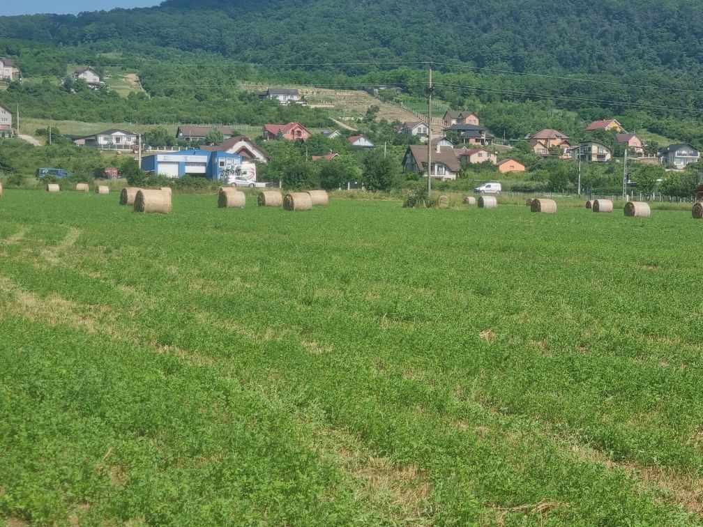 Baloti lucerna coasa 1