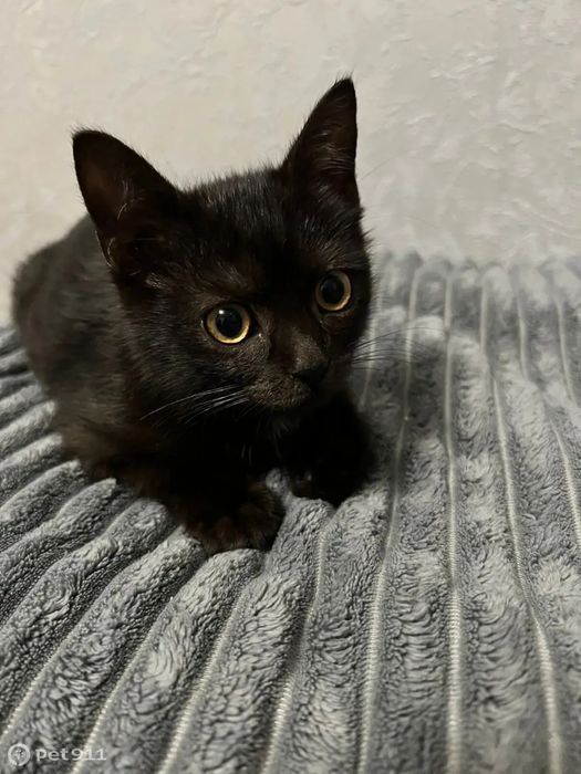 Котенок черный девочка 2-3 мес