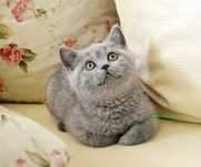 Pisic British Shorthair blue