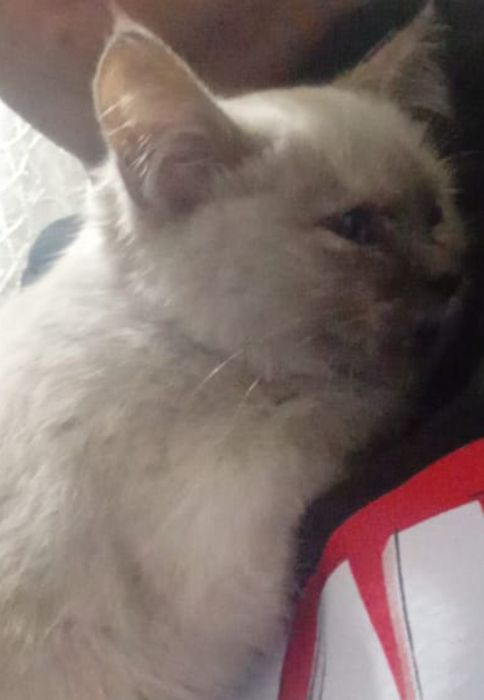 Котенок бесплатно