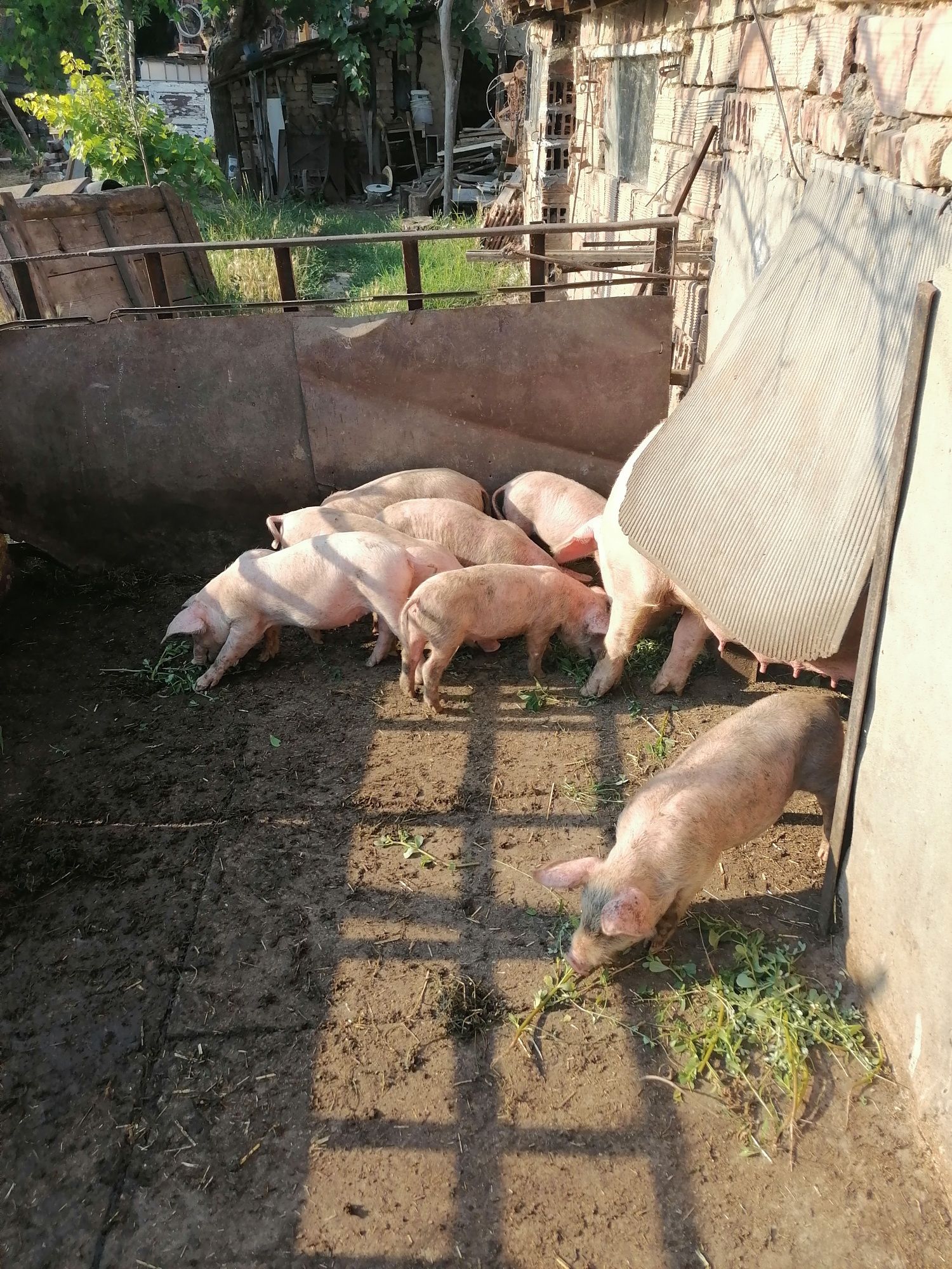 Малки прасенца за продан