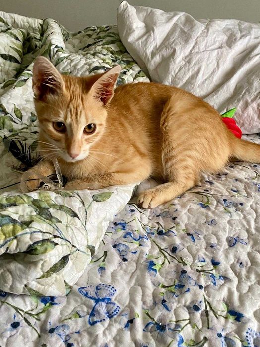 Adoptie pui motan 5 luni, deparazitat, vaccinat