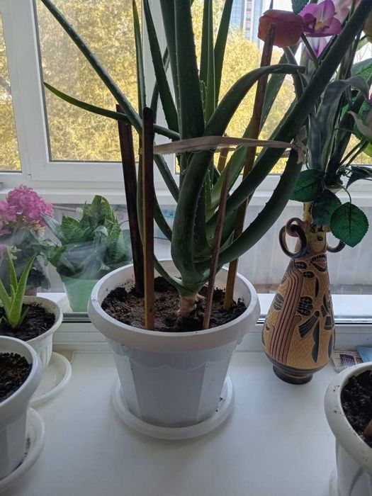 Продам комнатное растение Алоэ вера