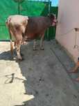 Vand Vaca de 8 ani