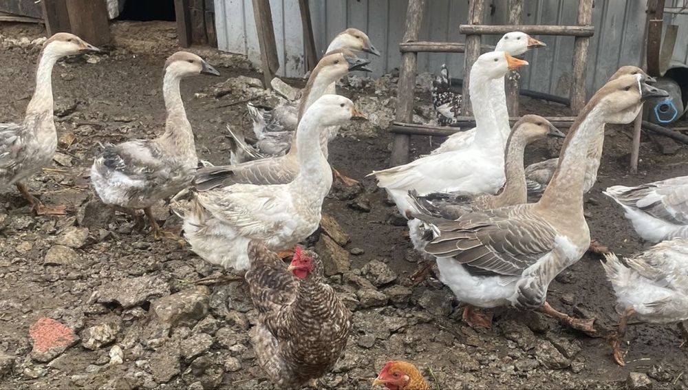 Vand bobici de gasca