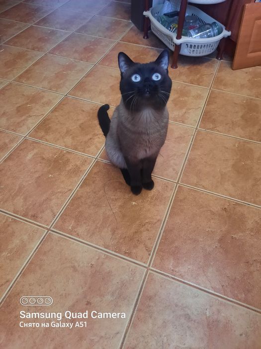 Кот ищет кошечку