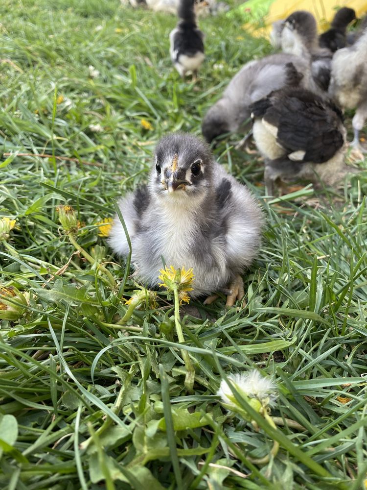 Vand pui australorp