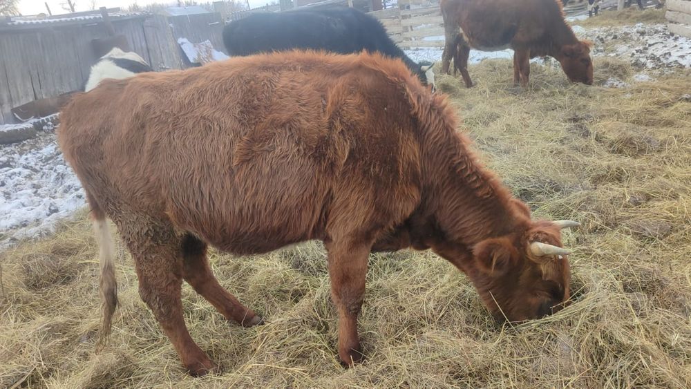 Продам тёлку 1,6