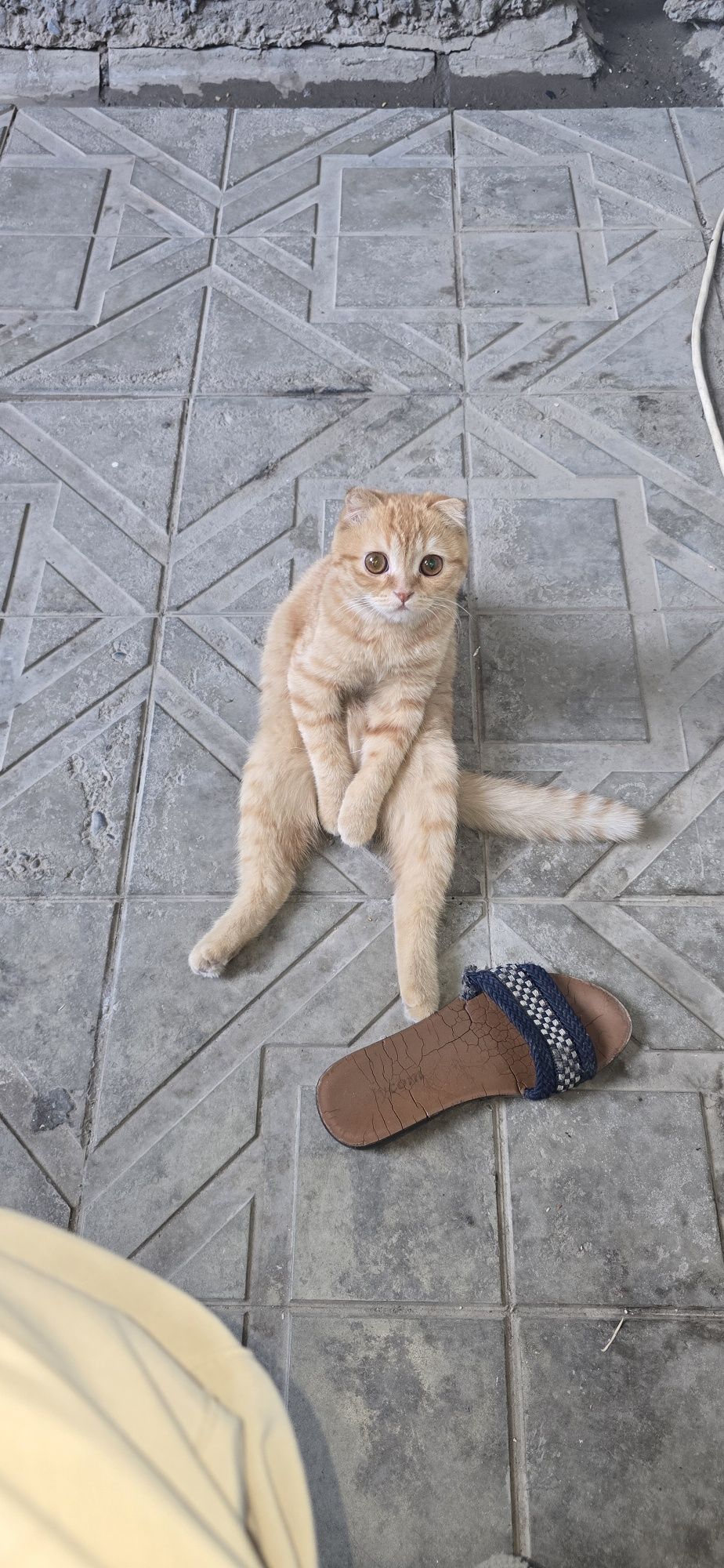 Кот симмба ишем нивестку