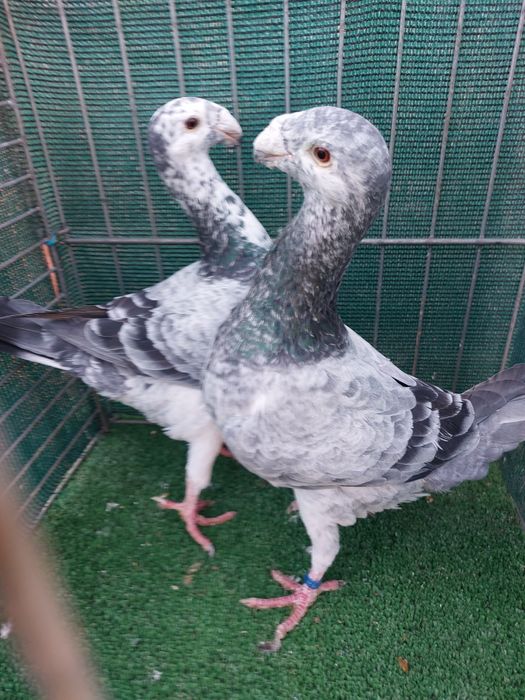 Voiajori Germani disponibili