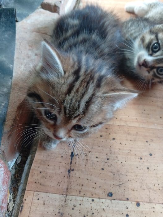 Бесплатно котята