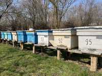 Vand 20 familii de albine