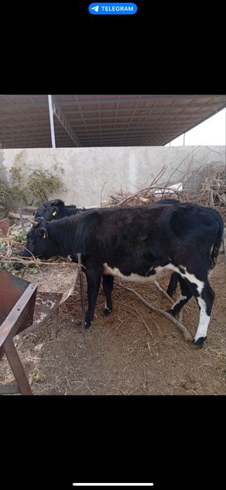 Гуножин лар сотилади