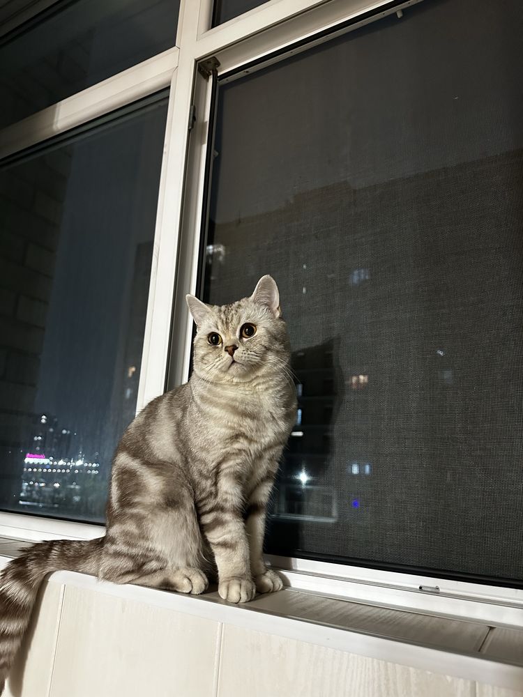Вязка Скоттиш-страйт