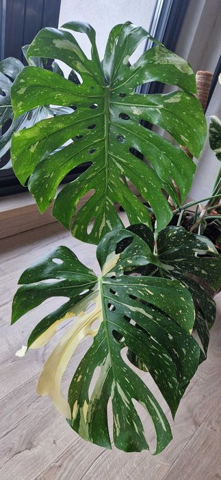 Monstera deliciosa variegata thai constelation albo