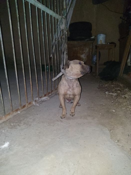 Stafr kuchuk sotiladi