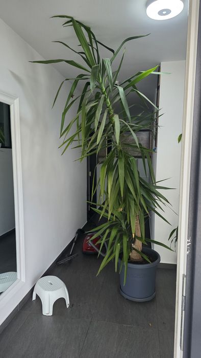 Vand YUCCA 3 metri inaltime