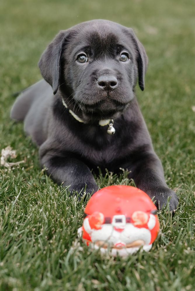 Labrador negru ,din parinti cu Pedigree