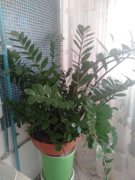 Долларовое дерево