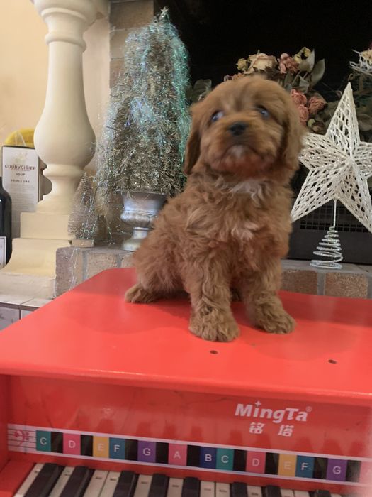 Baietel Cavapoo jucausi