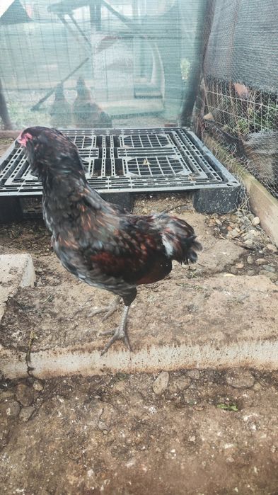 Cocos araucana din iunie