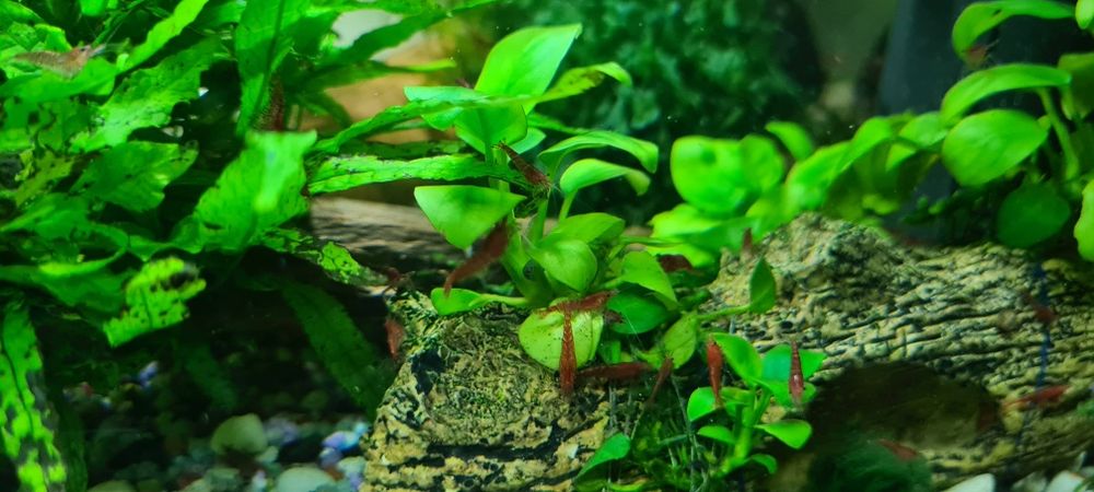 Creveti acvariu neocardine red sacura, diverse ornamente