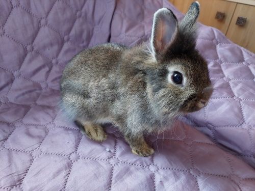 Декоратнивни зайчета