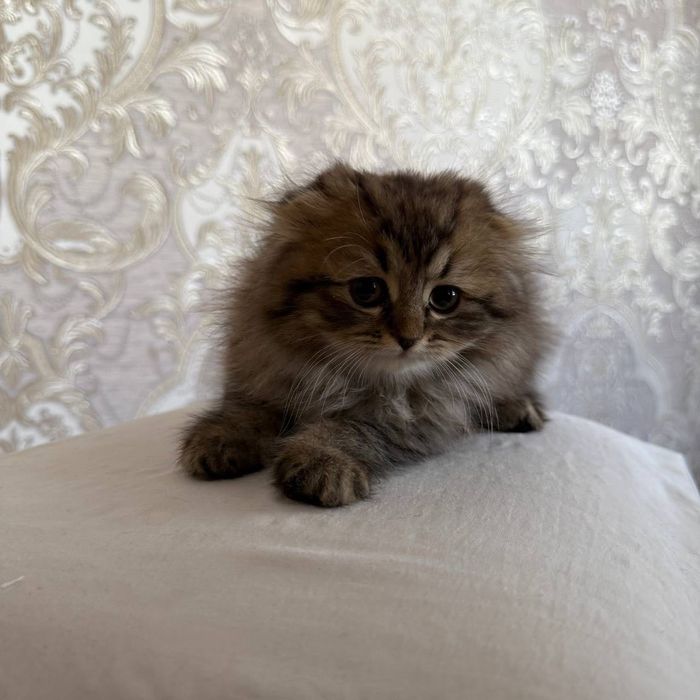 Scottish highland fold тоза пародалик мушукчалар сотилади