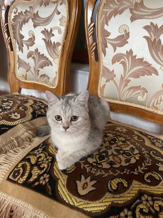 Mushuk zotli Shotlandskiy strayt