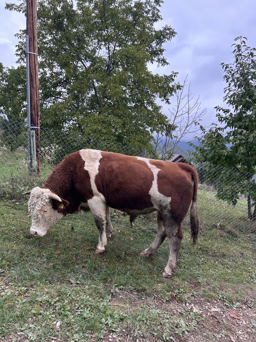 Cauți in taur care să aduca, forță si genetică in gospodaria ta?