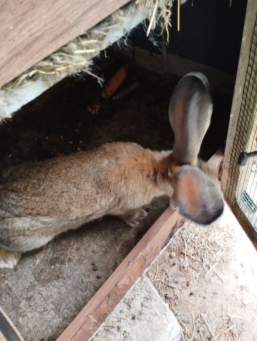 Vând iepuri uriași germani și Fluture german