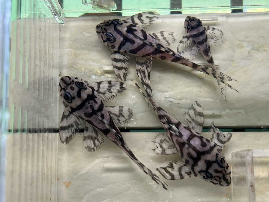 L333 gold, L333 albino, L401, L236 SW и SY