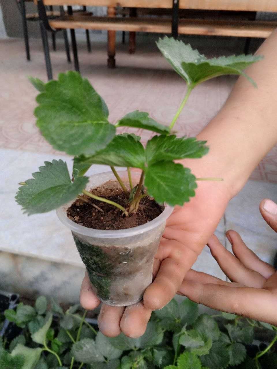 Саженцы Ремонтантой Клубники Капри