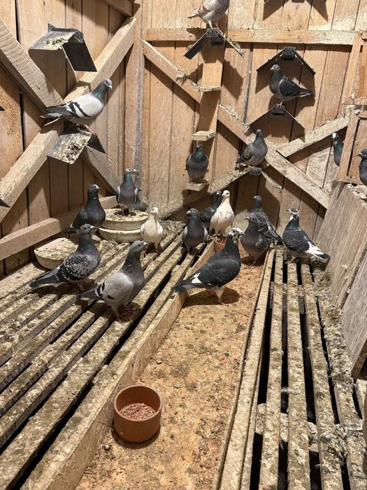 Porumbei fond maraton si Columbodrom