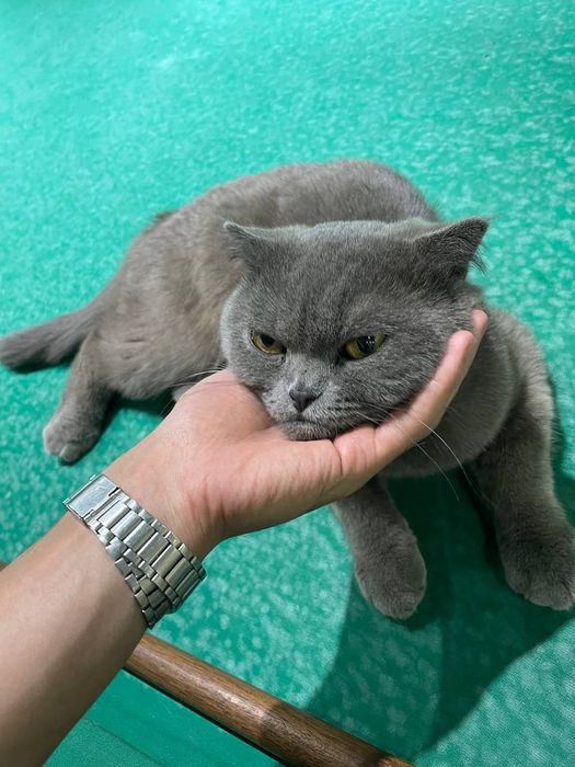 Шотландский  страйт фонд пародияси  2 еш жудаям мулойим характеристики