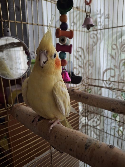 Обмен на Коррелу самца