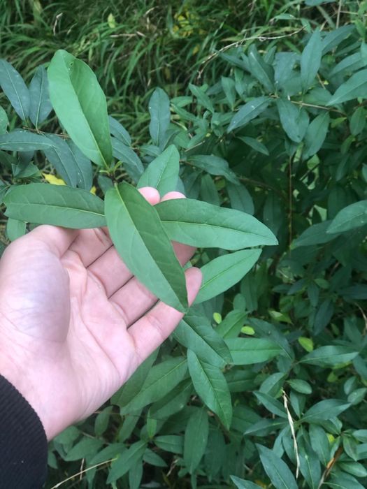 Lemn Cainesc / gard viu