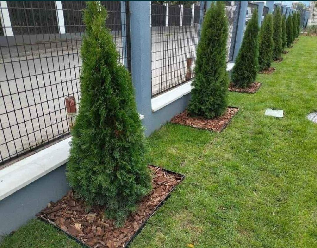 Plante ornamentale de diferite varietăți