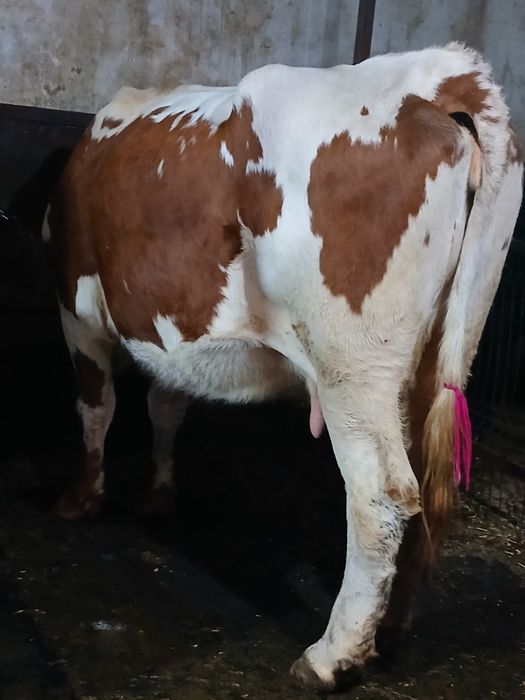 Vând  4 vaci  gestante