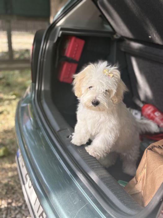 Bichon maltez mini
