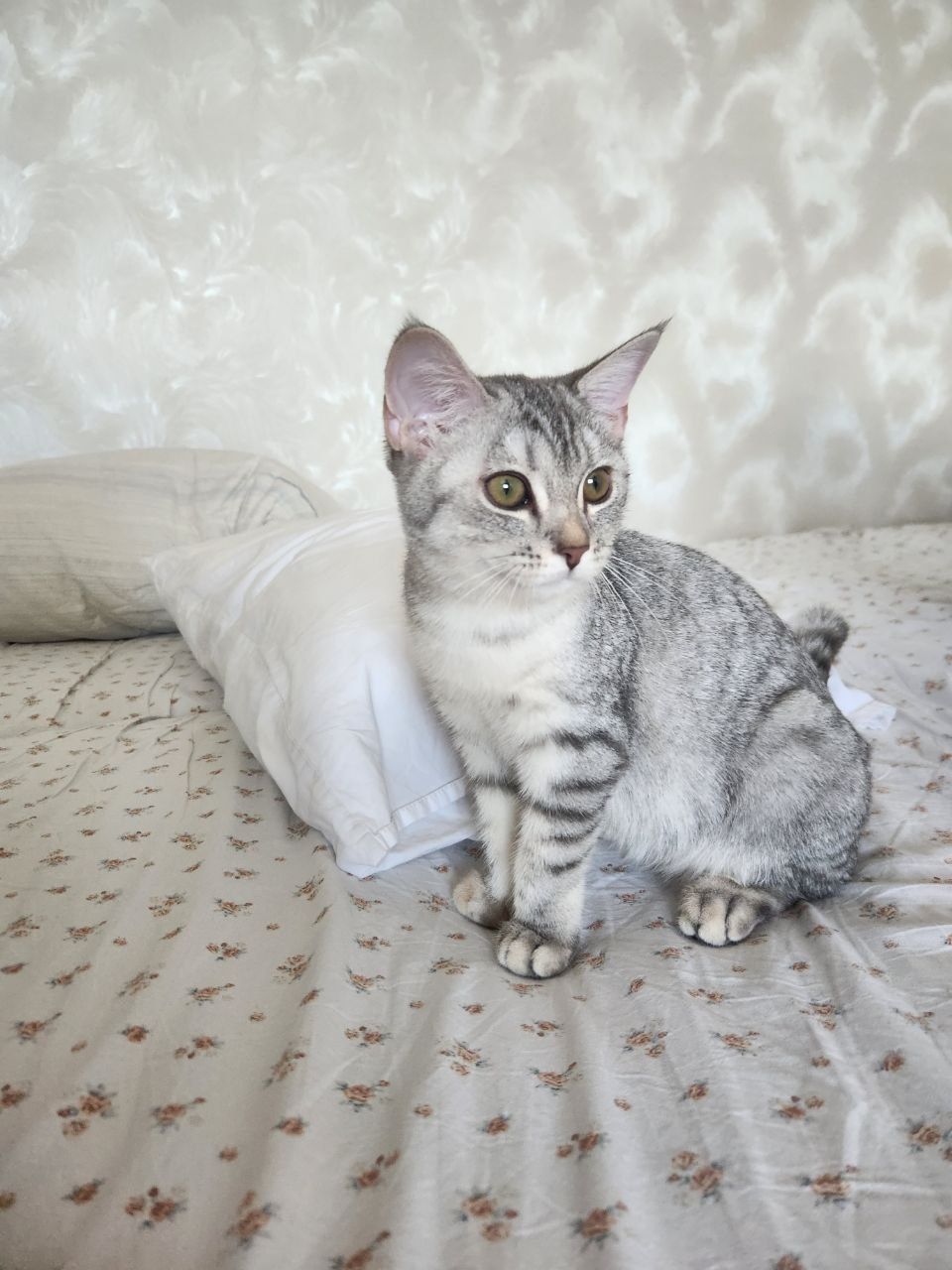 Котята породы скотиш страйт на продаже