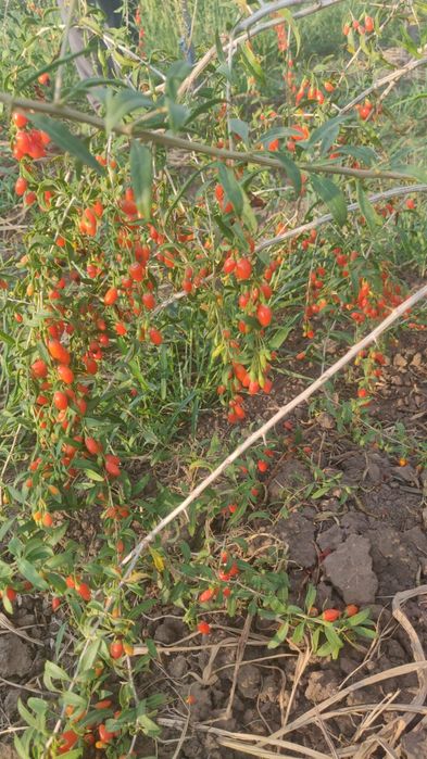 Goji Berry gustoare și aromate